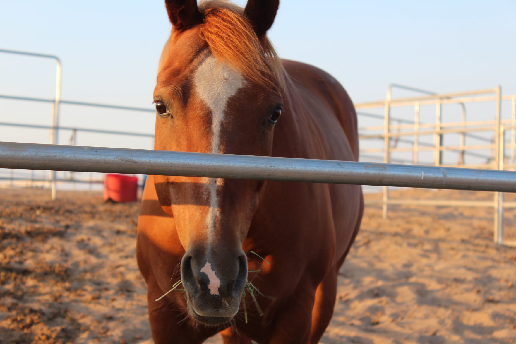 Riley Doyle - Amazing Apple Eating her Hay.jpg